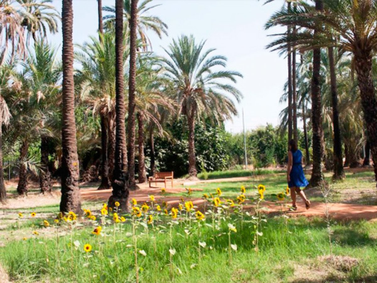 Palmeral de Zaraiche 